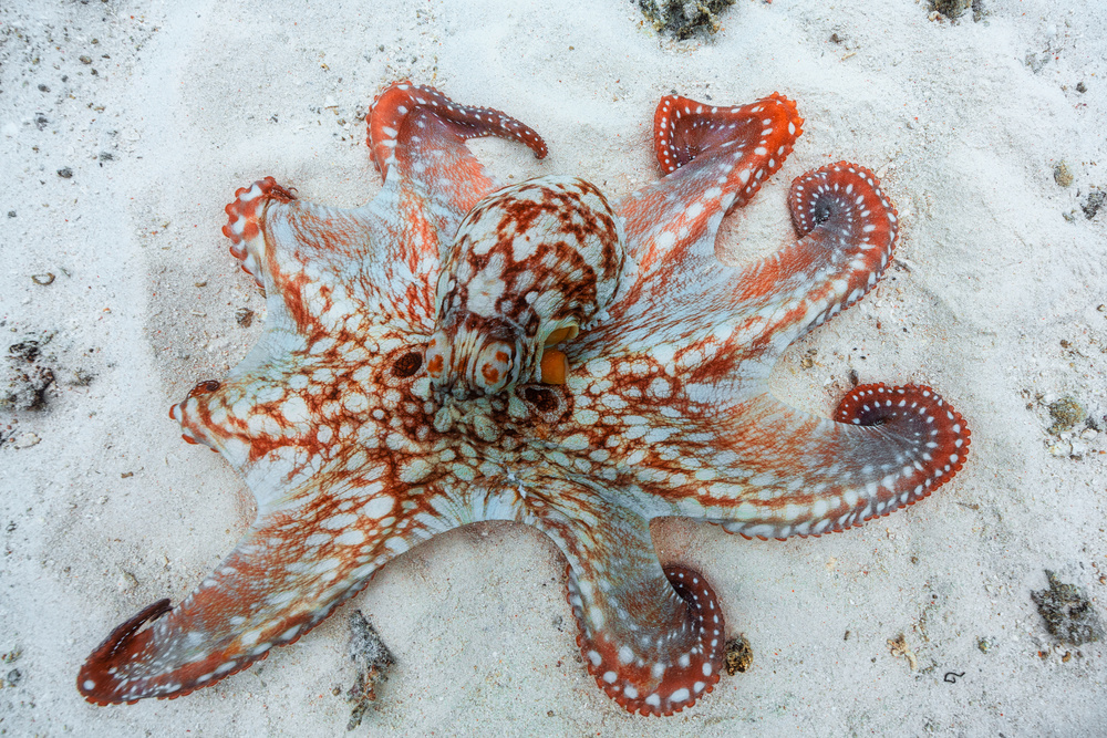 Octopus van Barathieu Gabriel