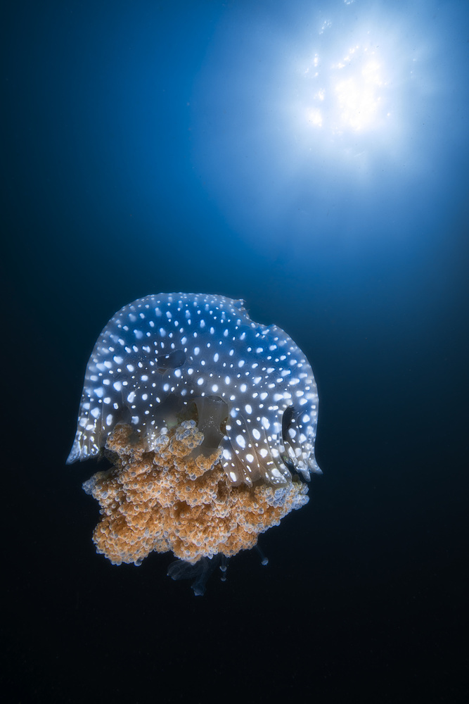 Jellyfish from Tachai pinnacle van Barathieu Gabriel