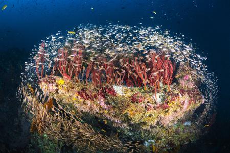 Reefscape of Tachai Pinnacle