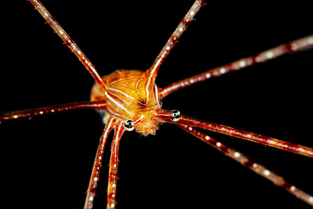 Spider squat lobster van Barathieu Gabriel