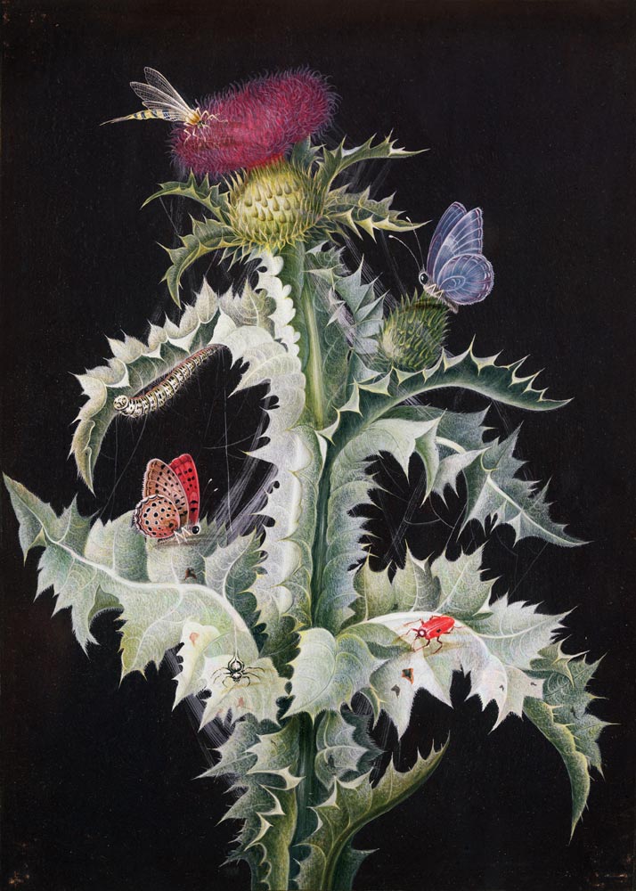 A Study of a Thistle with Insects van Barbara Regina Dietzsch