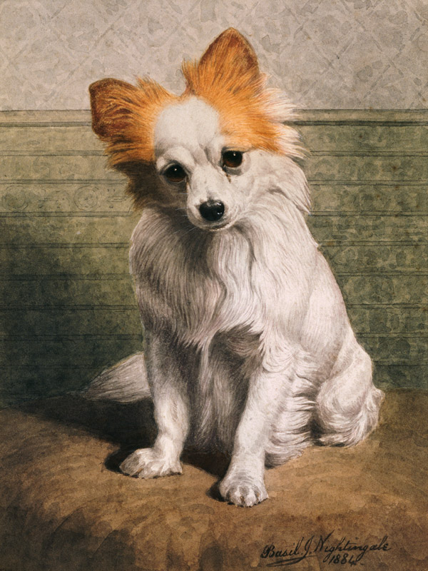 Toy Dog, 1884 (w/c)  van Basil J. Nightingale