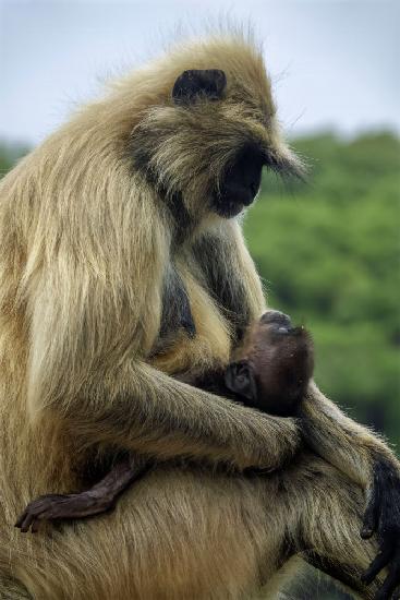 Mother and Son