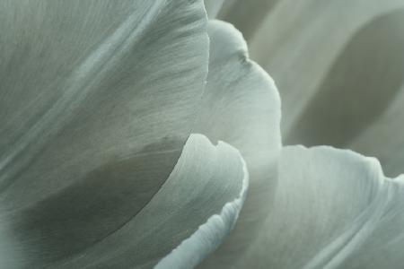 Green Macro Flower Photo 1