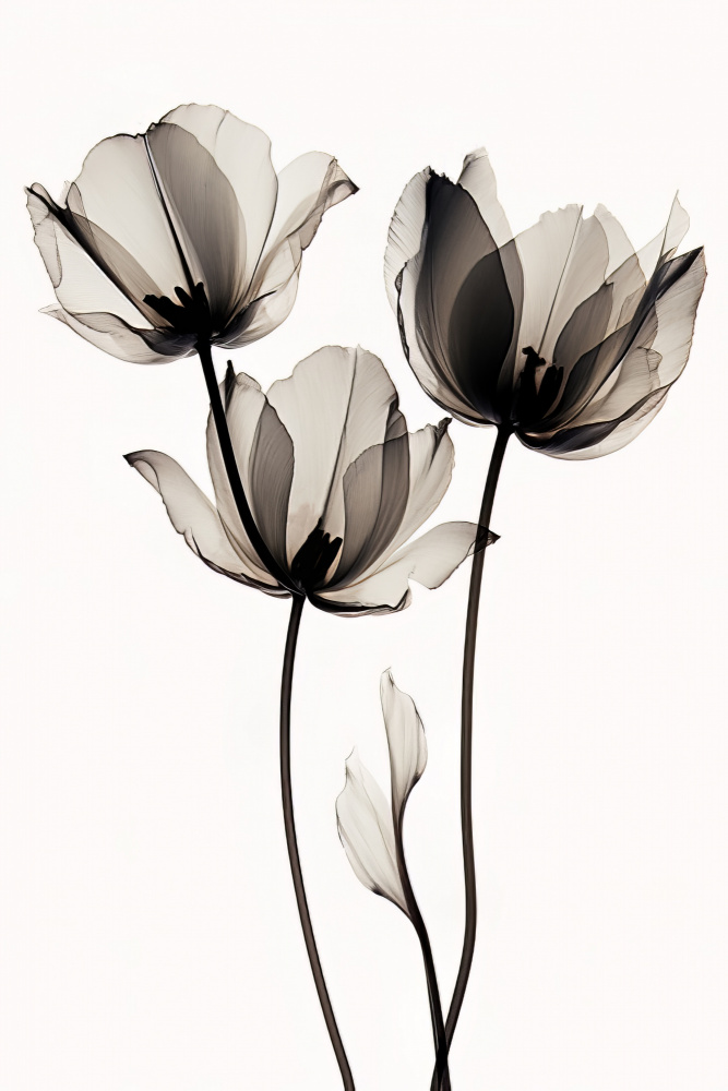 Black Tulips 2 van Bilge Paksoylu