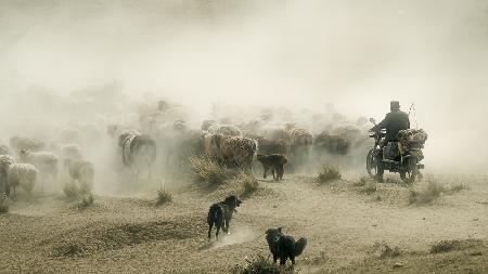 Ride a motorcycle to herd sheep