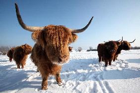 Selbst robuste Highlander hungern im Schnee