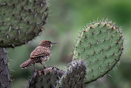 Cactus Wren on Cactus