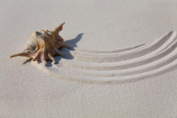 Muschel im Sand van Brigitte Götz