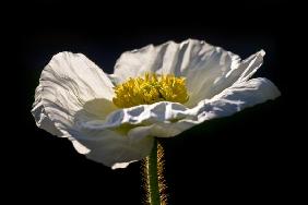 Islandmohn