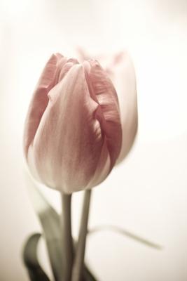 Tulip