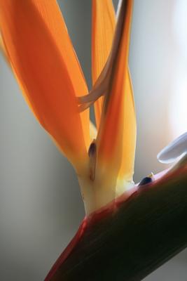 Stelizie orange Paradiesvogelblume van Brita Stein