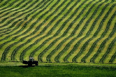 Rows of hay