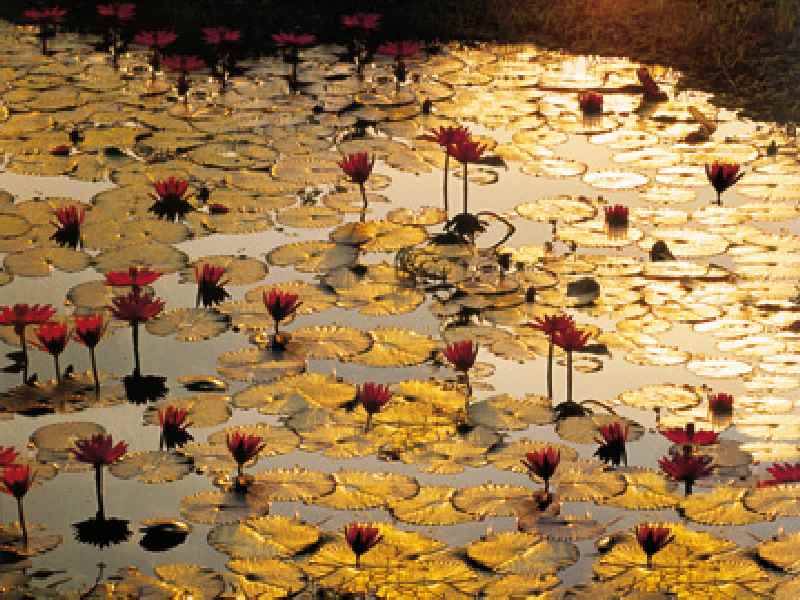 Lotus Pond van Bruno Baumann