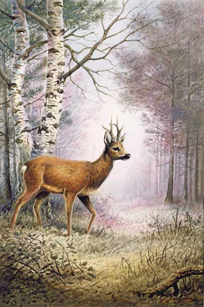Roe-Deer  van Carl  Donner