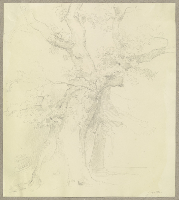 Old tree van Carl Theodor Reiffenstein
