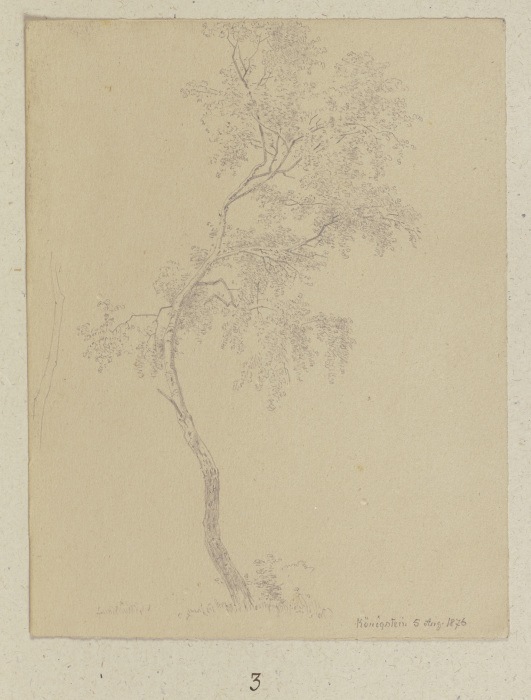 Junger Baum bei Königstein van Carl Theodor Reiffenstein