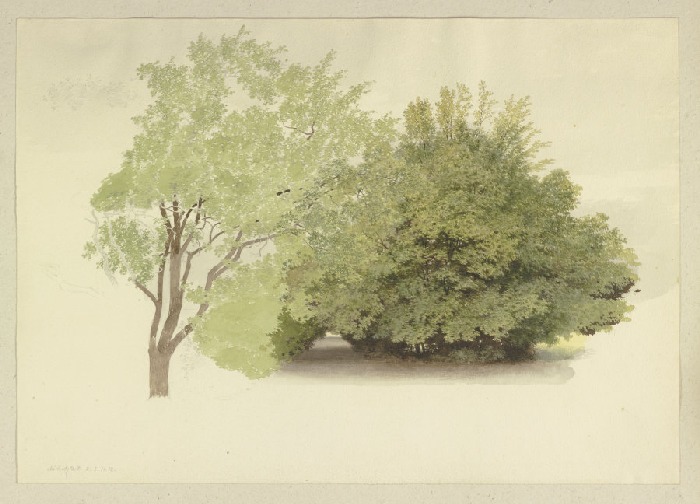 Links ein Baum, rechts hohes Gehölz van Carl Theodor Reiffenstein