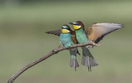 Pair of Bee Eater