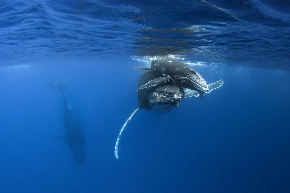 Humpback whales van Cédric Péneau