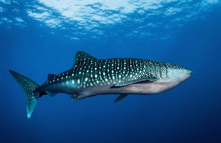 Whale shark