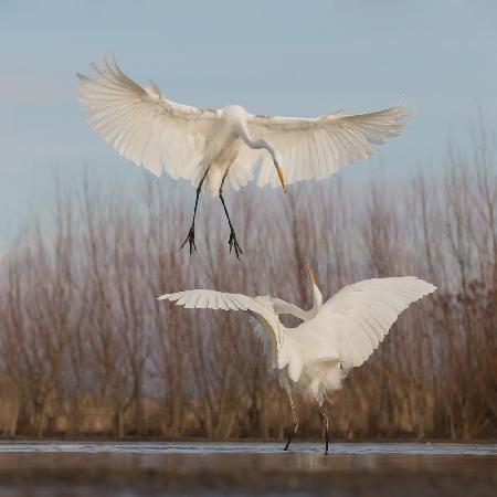 Courting or fighting?