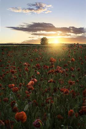 Poppy fields of Sweden