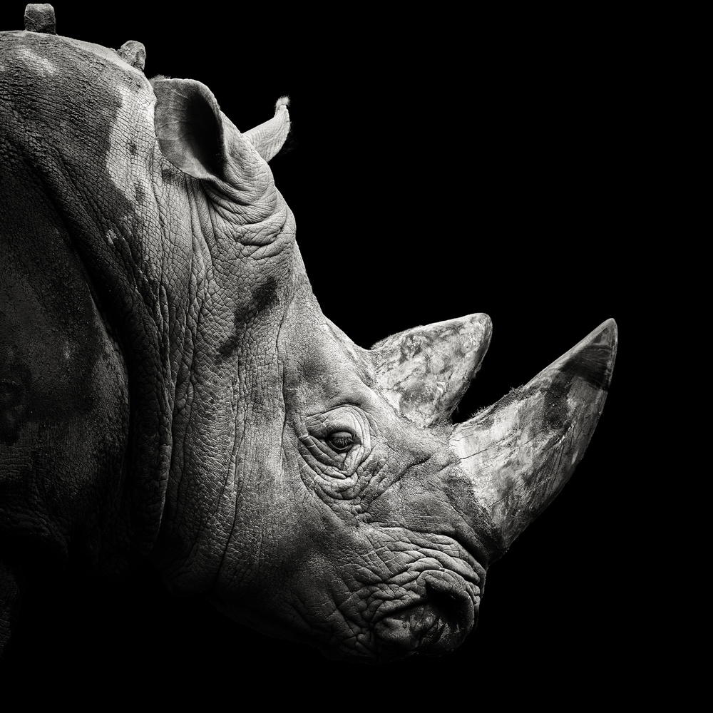 Rhino van Christian Meermann