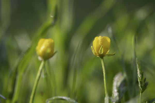 Blumen mit Tau  van Christina Neuhaus-Petrosino