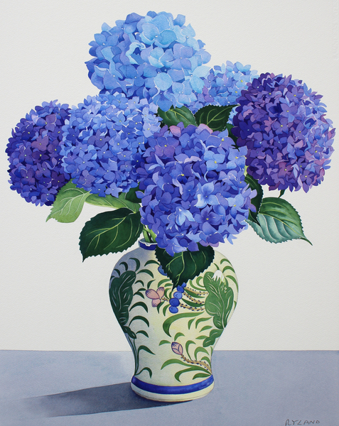 Blue Hydrangeas van Christopher  Ryland