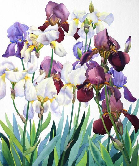 White and Purple Irises