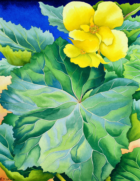 Yellow Begonia van Christopher  Ryland