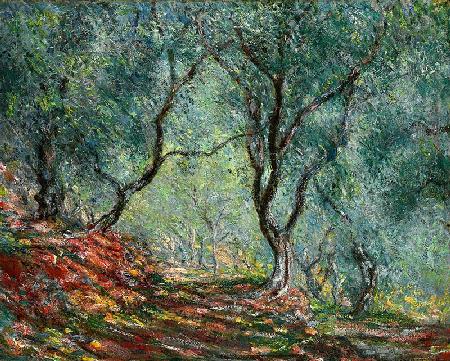 Olijfgaard in Tuin Moreno Claude Monet