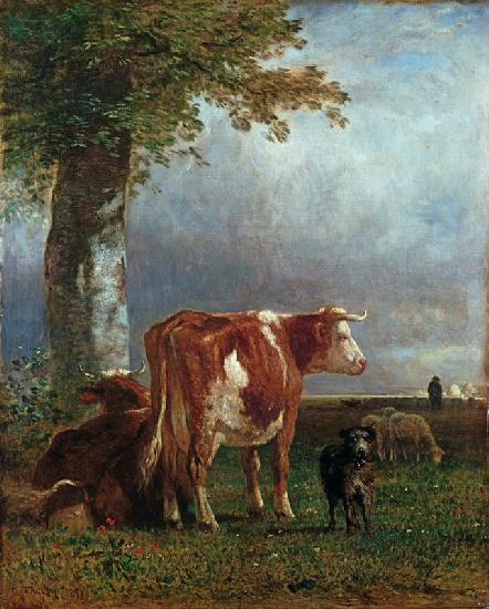 Cows in a meadow