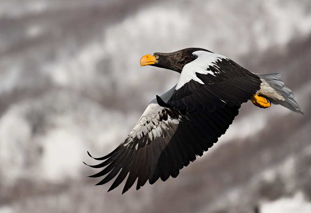 Stellar's sea eagle van C.S. Tjandra