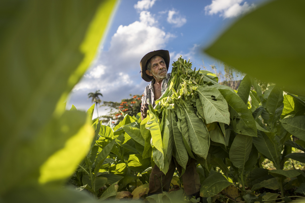 Tobacco harvesting - Vinales, Cuba van Dan Mirica