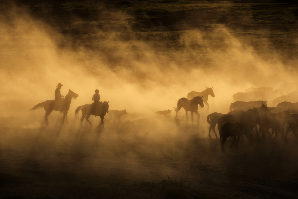 Wild horses of Cappadocia van Dan Mirica
