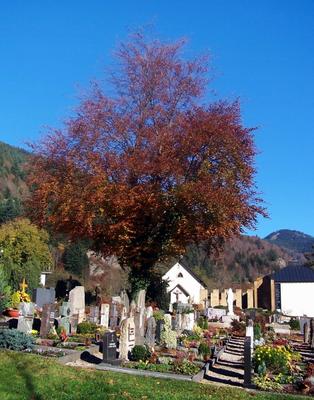 Friedhof van Daum Daniel