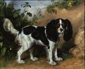 King Charles Spaniel