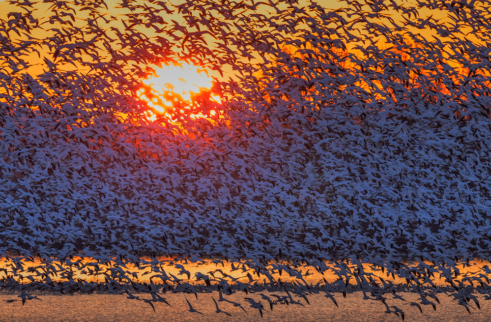 Snow Geese Flying in Sunrise van David Hua