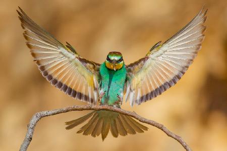 Bee-eater