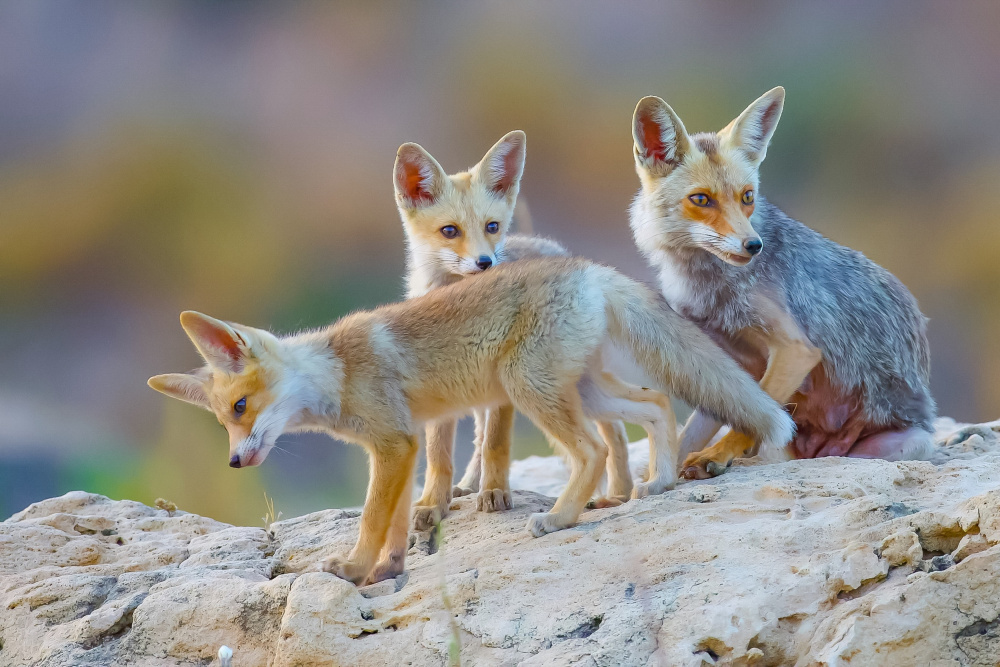 	 Fox family van David Manusevich