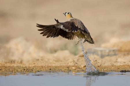 Crowned Sandgrouse