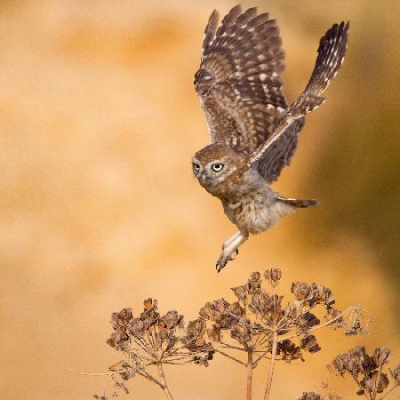 Little Owl