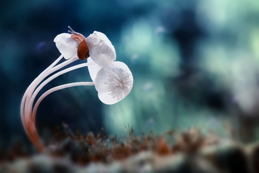 Snail and Mushrooms van Dede Almustaqim