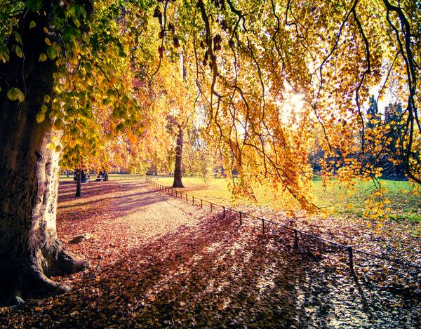 Farbenprächtiger Herbstbaum im Sonnenlicht in Leipzig.jpg (24116 KB)  van Dennis Wetzel
