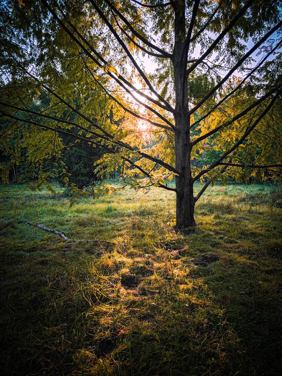 Herbstsonne im Wald bei Leipzig van Dennis Wetzel
