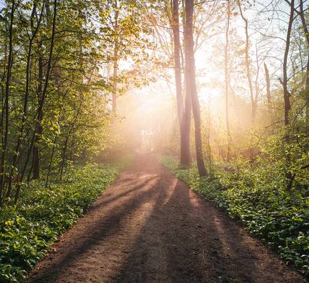 Morgennebel im Wald