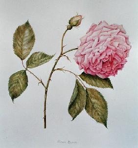 Rosa Blairi (pencil on paper) 