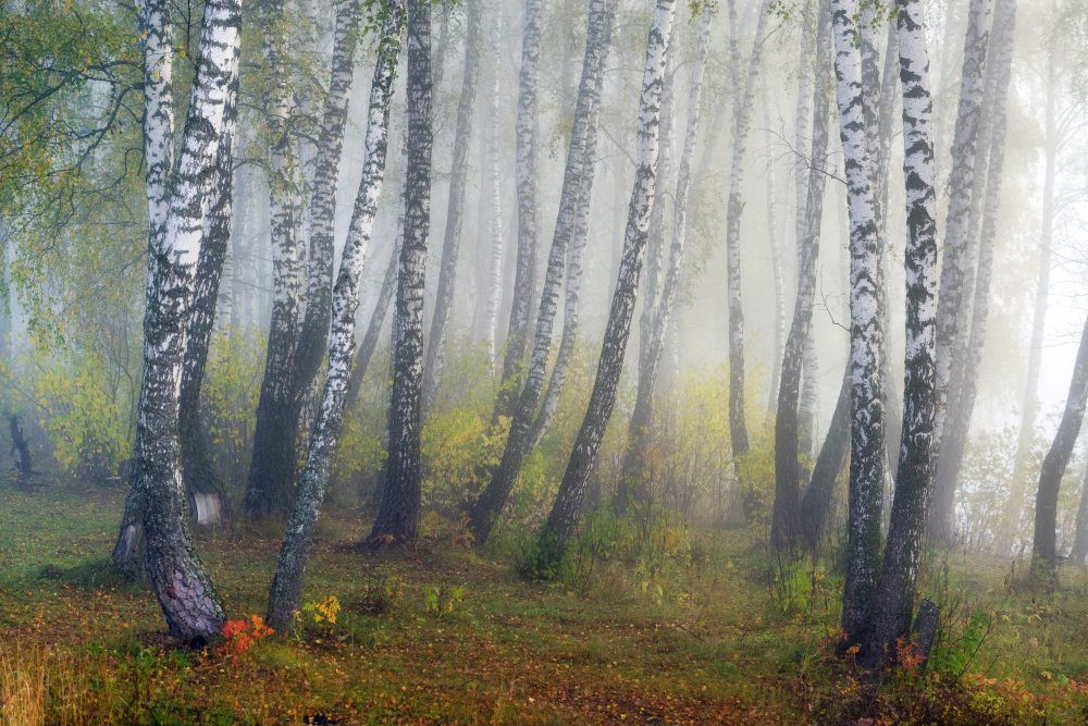 Autumn fogs van Dmitry Doronin